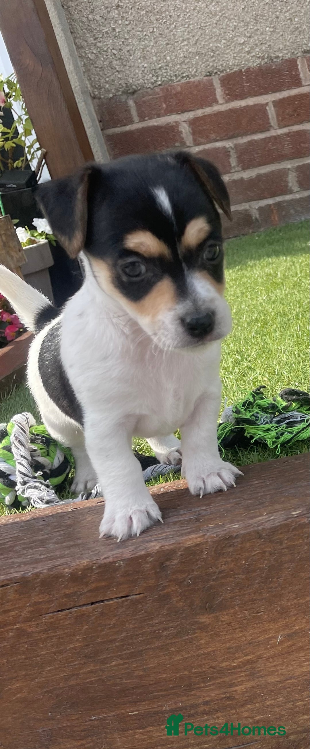Jack Russell dogs for sale: Jack russell puppies - Image 12