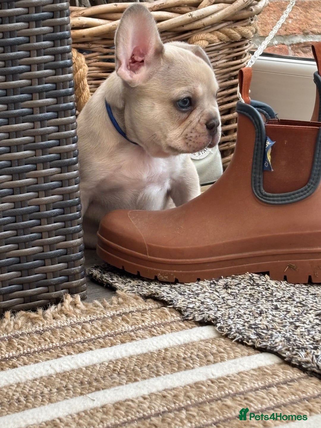 French Bulldog dogs for sale: READY TO GO THIS BANK HOLIDAY WEEKEND £1,300 ONO  - Image 9