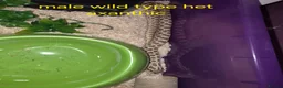 Mixed Breed reptiles for sale: Reptile collection up for sale - Advert 14
