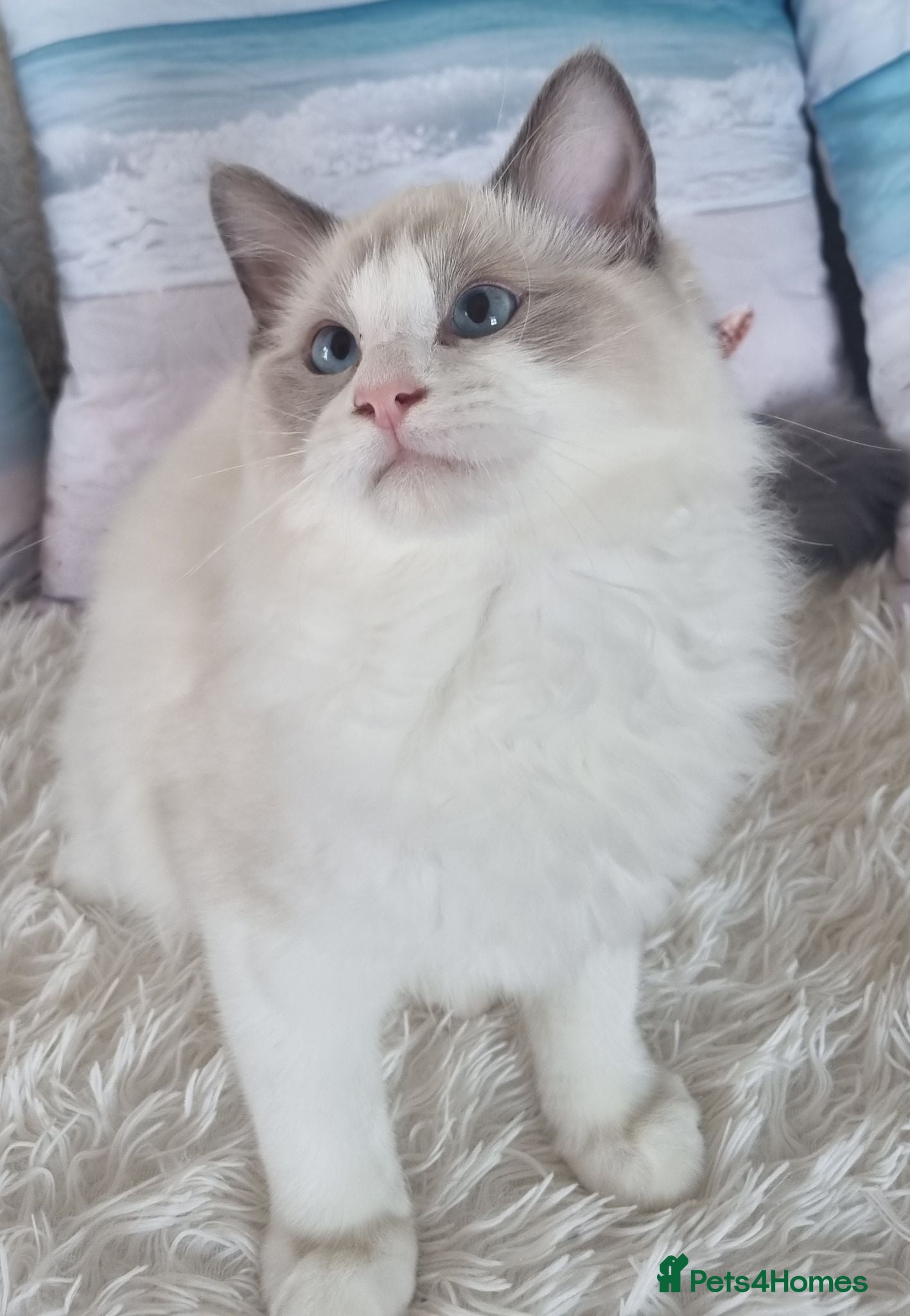 Ragdoll cats BEAUTIFUL ACTIVE TICA REGISTERED RAGDOLLS BOY 💕 - Advert 1