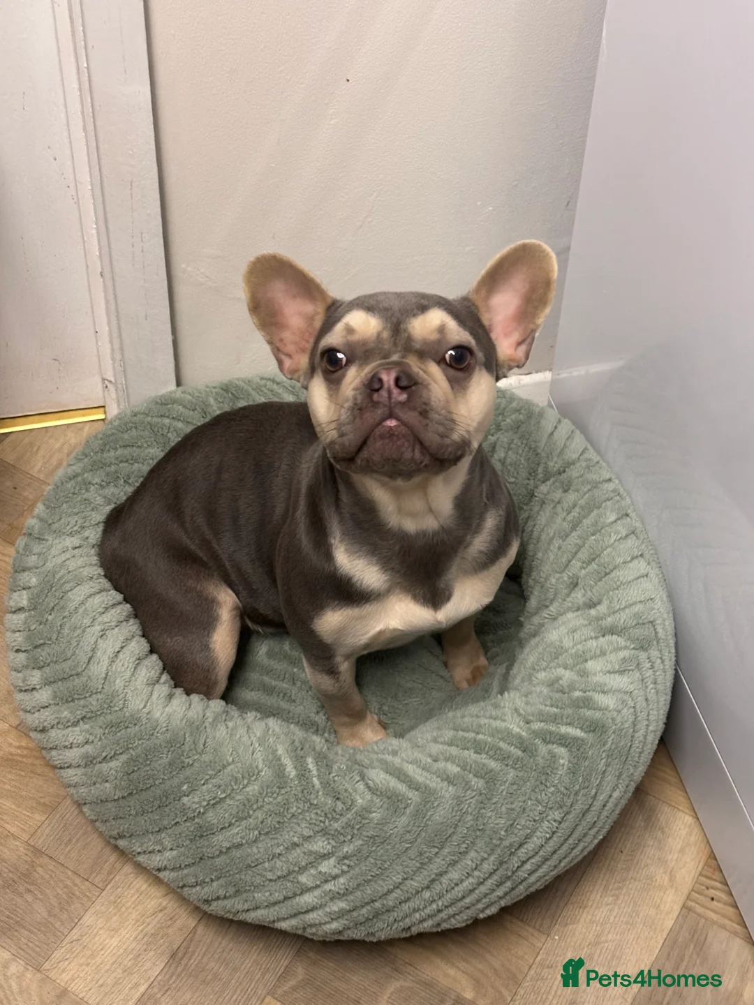 French Bulldog dogs for sale: French bulldog  in Stowmarket - Advert 2