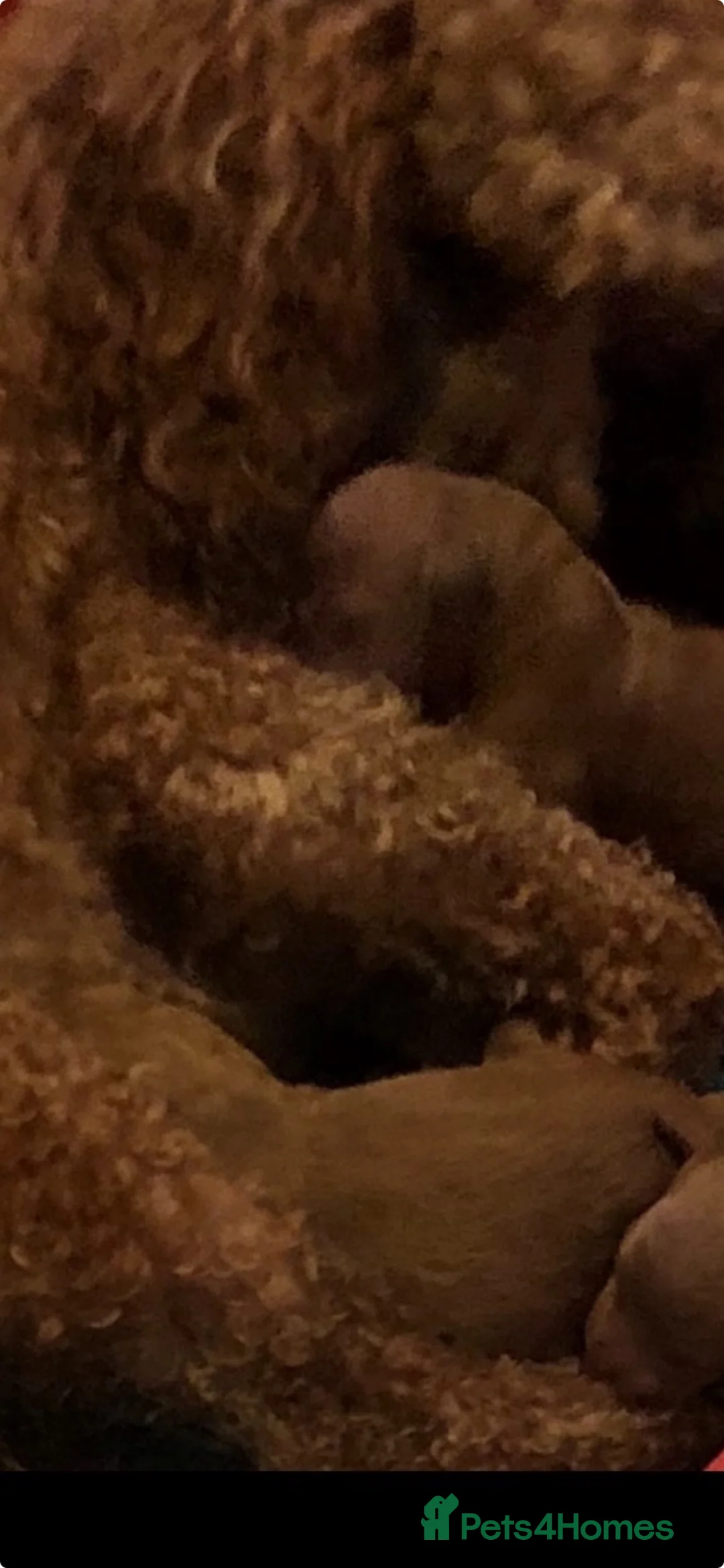 Toy Poodle dogs for sale: Toy poodle puppies  in York - Advert 2