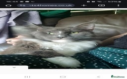 Mixed Breed cats for sale: Maine coon cross  - Image 3