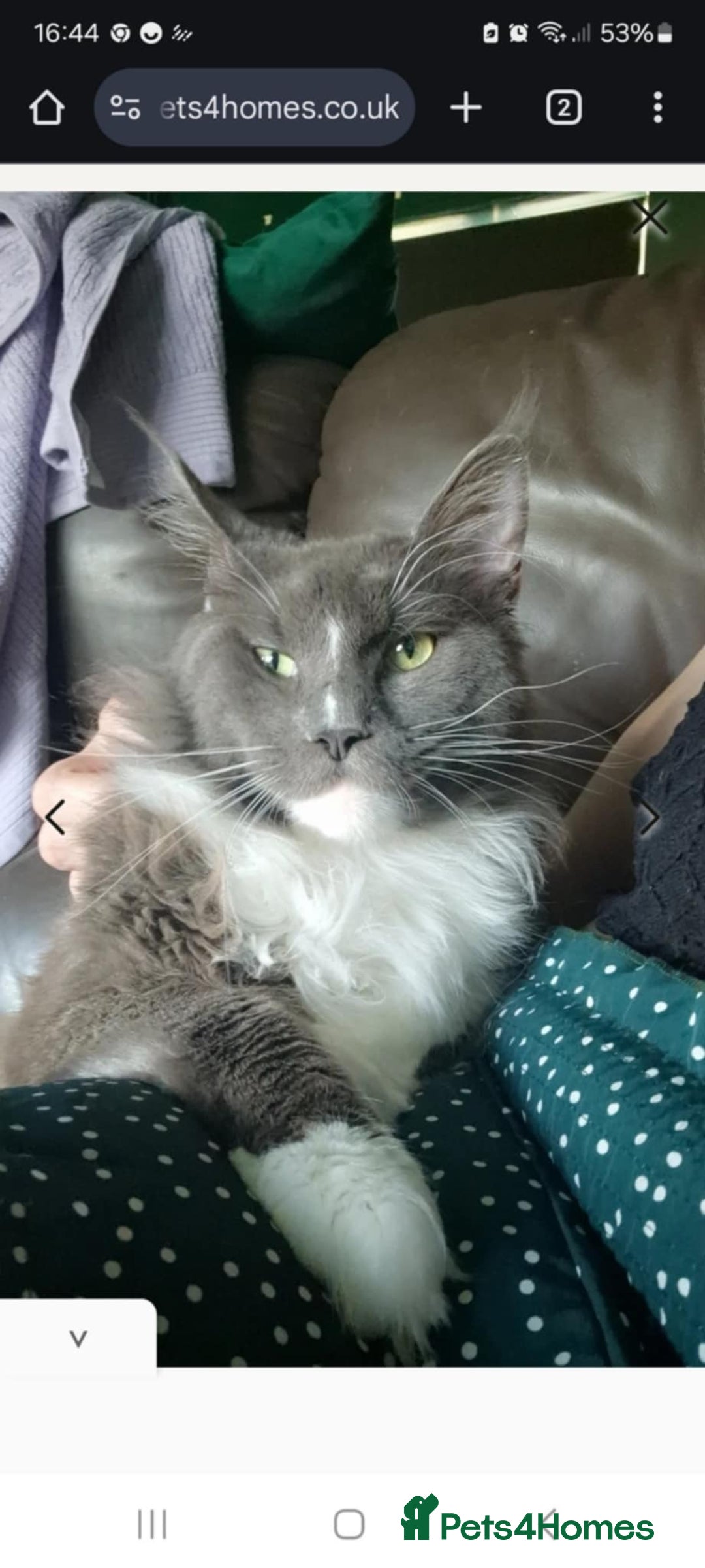 Mixed Breed cats for sale: Maine coon cross  - Image 3
