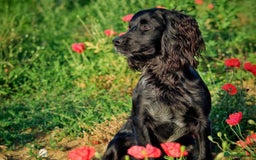 Cocker Spaniel dogs for stud: Extensively Health Tested KC Cocker - WELL PROVEN in Lincoln - Image 1