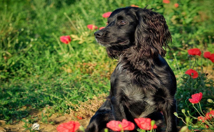 Cocker Spaniel dogs in Lincoln - Advert 1