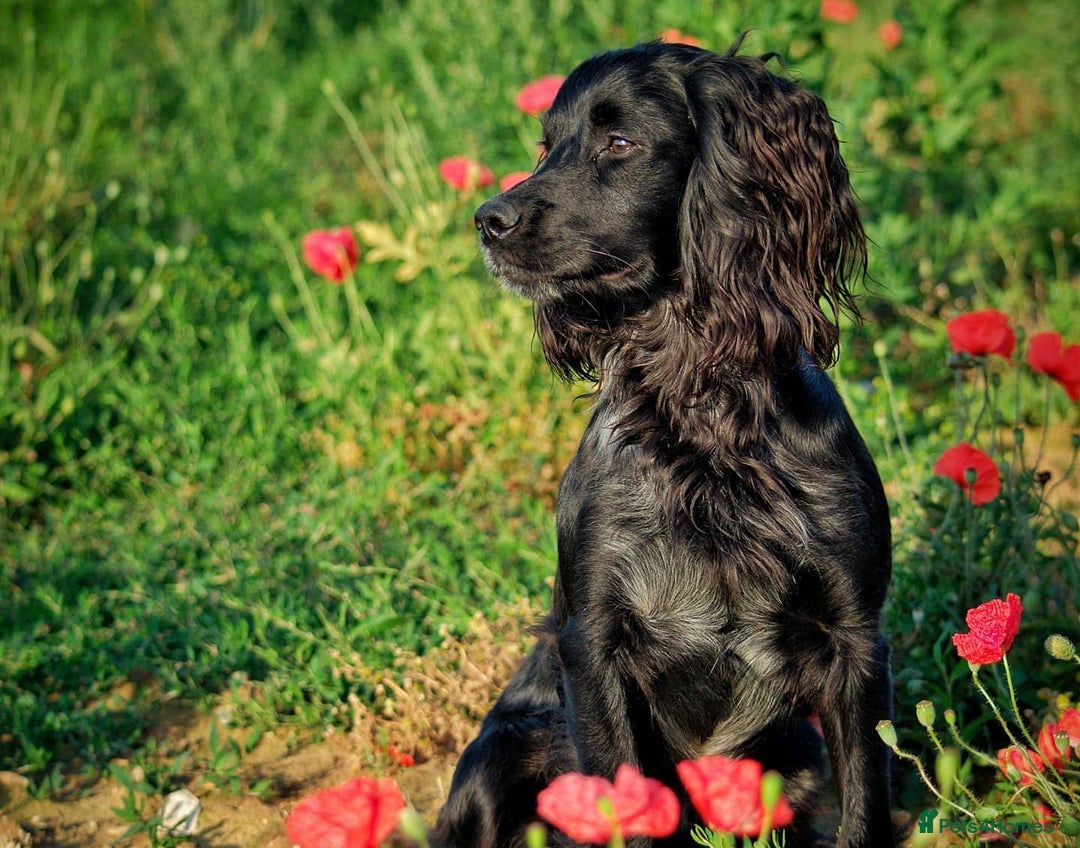 Cocker Spaniel dogs for stud: Extensively Health Tested KC Cocker - WELL PROVEN in Lincoln - Image 1