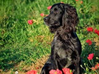 Cocker Spaniel dogs in Lincoln - Advert 22
