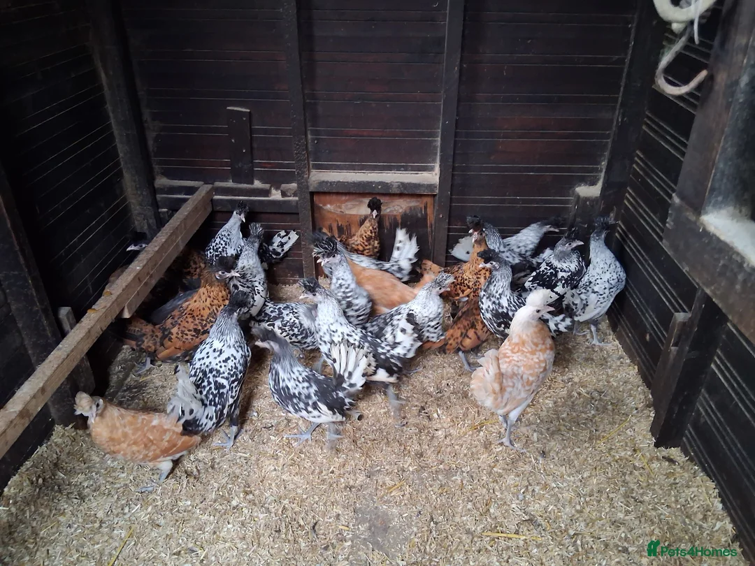 Chickens poultry for sale: Appenzella all female  - Advert 1