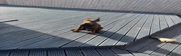 Dobermann dogs for sale: European Dobermann Puppy for sale  - Advert 6