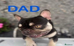 French Bulldog dogs for sale: 🩷5 French bulldog pups for sale🩷 - Image 11