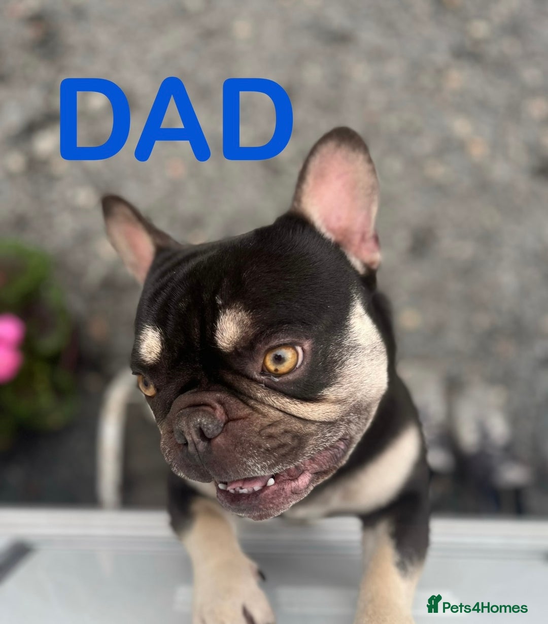 French Bulldog dogs for sale: 🩷5 French bulldog pups for sale🩷 - Image 11