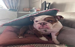 Mixed Breed dogs for sale: CHUNK - 8months old beauty - Image 3