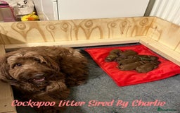 Toy Poodle dogs for stud: Red Toy Poodle Stud (3.5KG) in Mexborough - Image 2