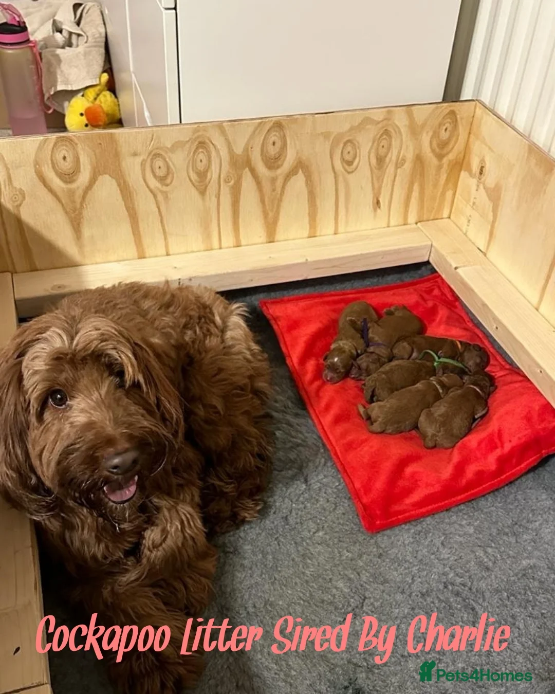 Toy Poodle dogs for stud: Red Toy Poodle Stud (3.5KG) in Mexborough - Advert 2