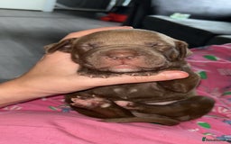 American Bully dogs for sale: American bully puppies - Image 13