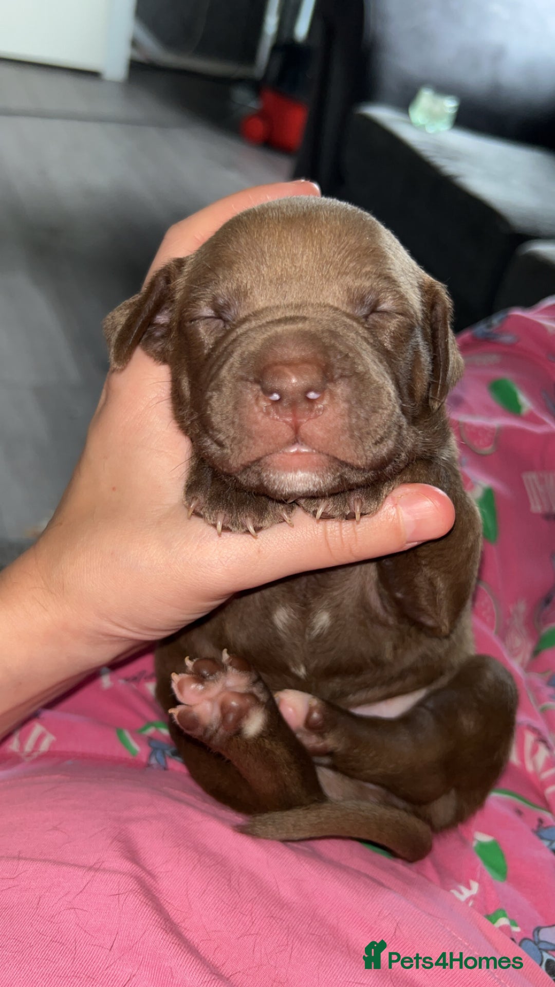 American Bully dogs for sale: American bully puppies - Image 13