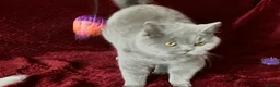 British Shorthair cats for sale: GCCF British Shorthair Boy Stunning Amber Eyes Now - Advert 8