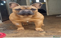 French Bulldog dogs for stud: Handsome boys for stud - Image 3