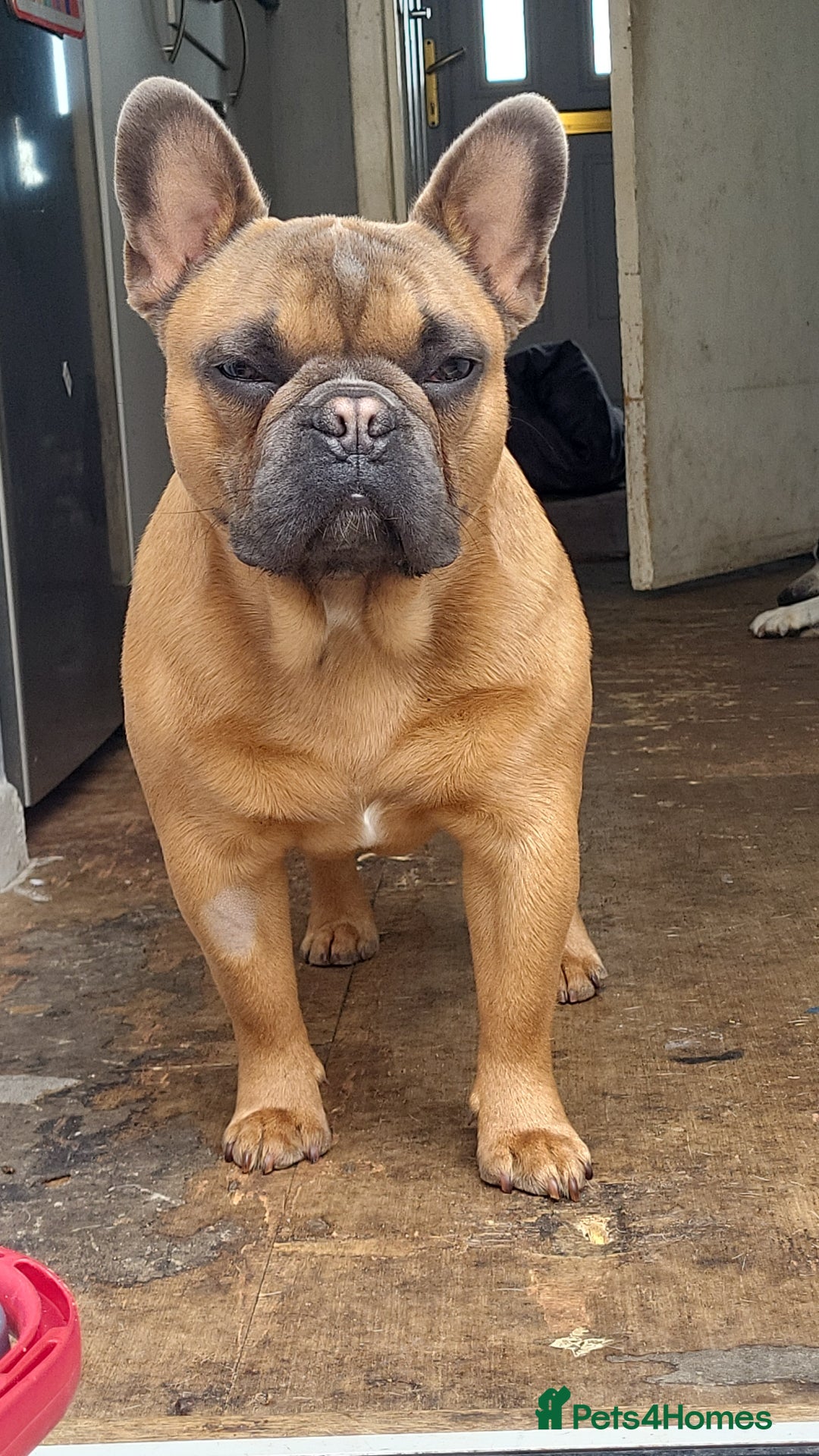 French Bulldog dogs for stud: Handsome boys for stud - Image 3