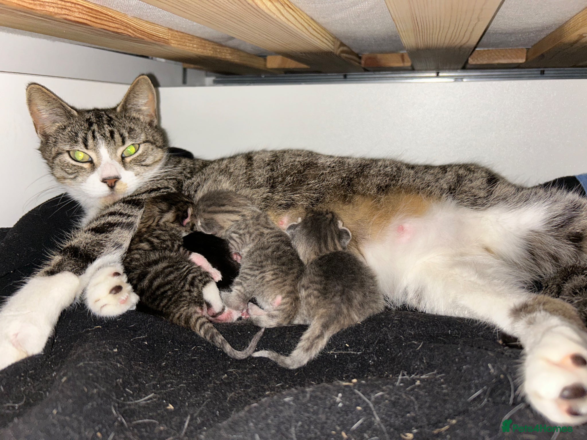 Mixed Breed cats for sale: 4 bengal X kittens in Brixham - Advert 4