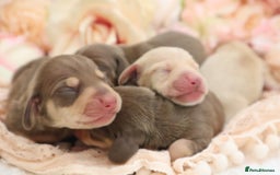 Miniature Dachshund dogs for sale: KC Miniature Dachshund Puppies - Image 2