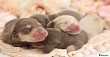 Miniature Dachshund dogs - Advert 3