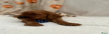 Irish Setter 1