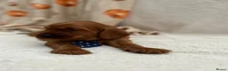 Irish Setter dogs for sale: Irish Setter Puppy - Advert 29