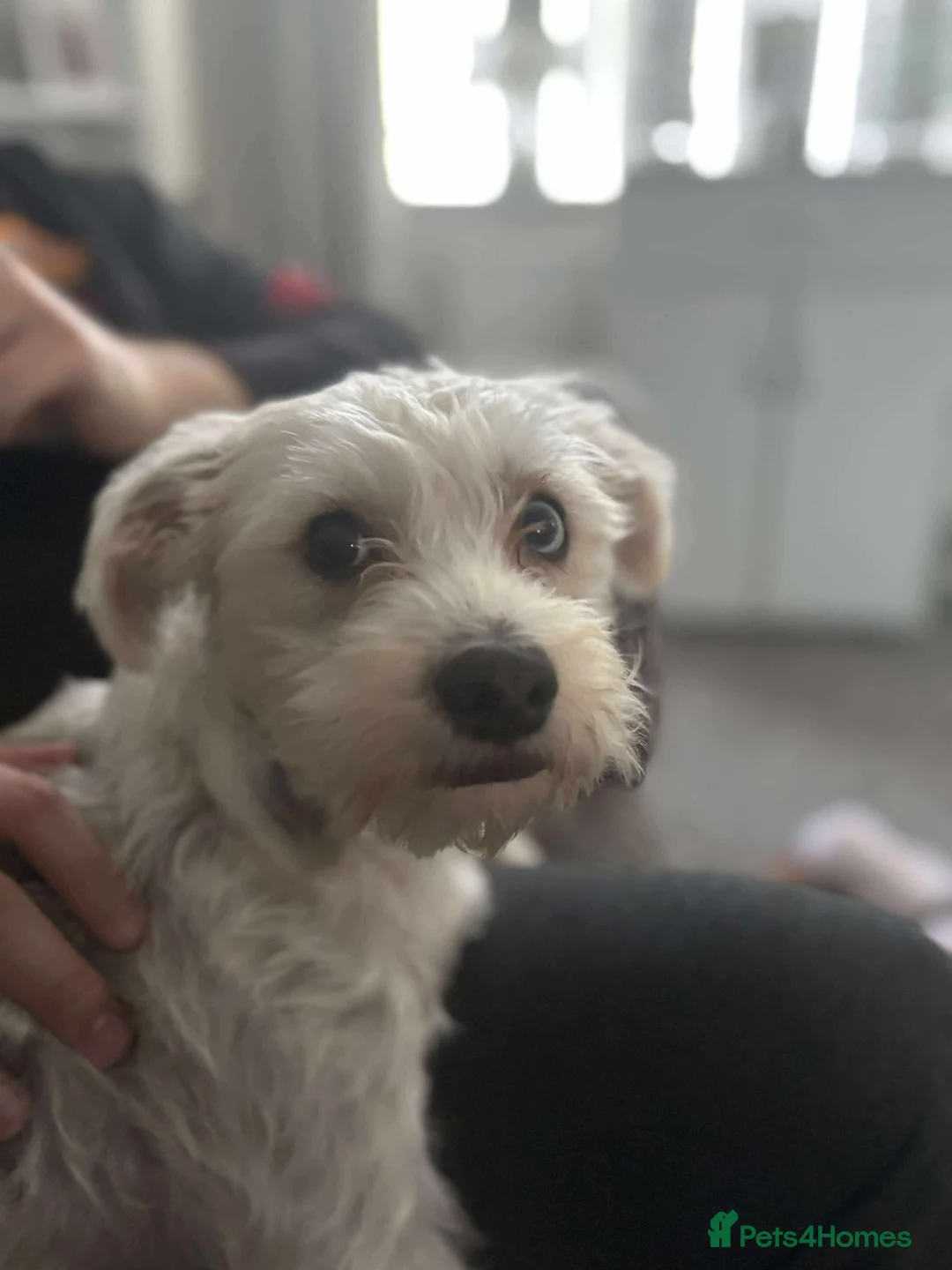 Mixed Breed dogs for sale: Dotty - Advert 6