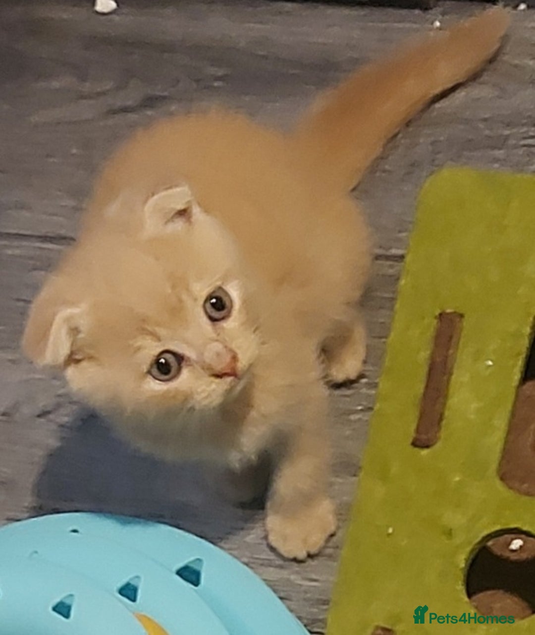 British Shorthair cats for sale: British shorthair kittens and scotish fold  - Image 26