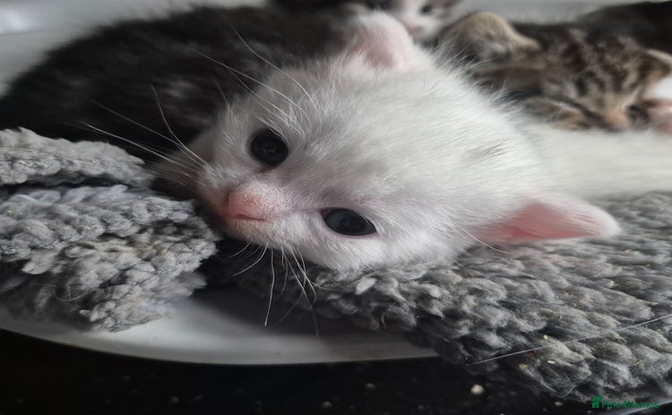 British Shorthair cats - Advert 1