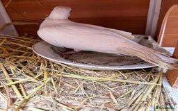 Doves birds for sale: Ring neck doves - Image 7