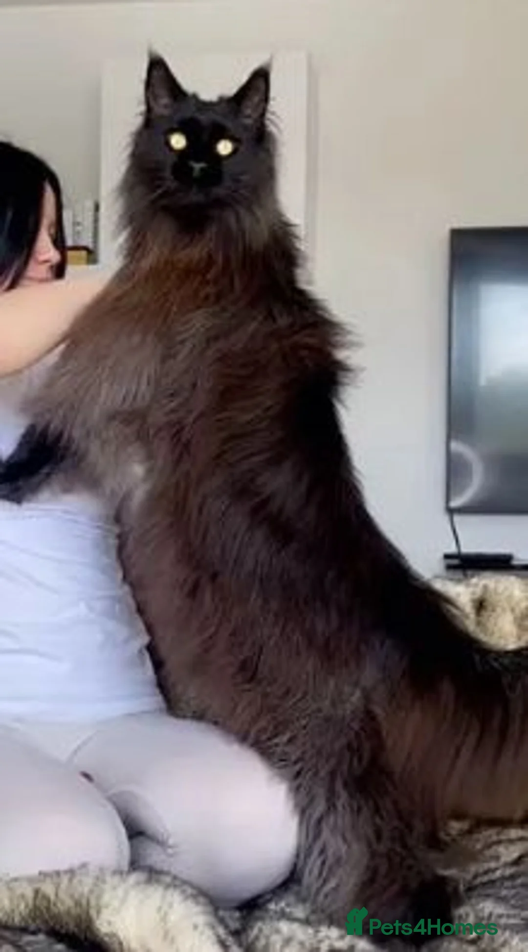 Maine Coon cats for sale: mainecoon boy 3 years old  in Bolton - Advert 2