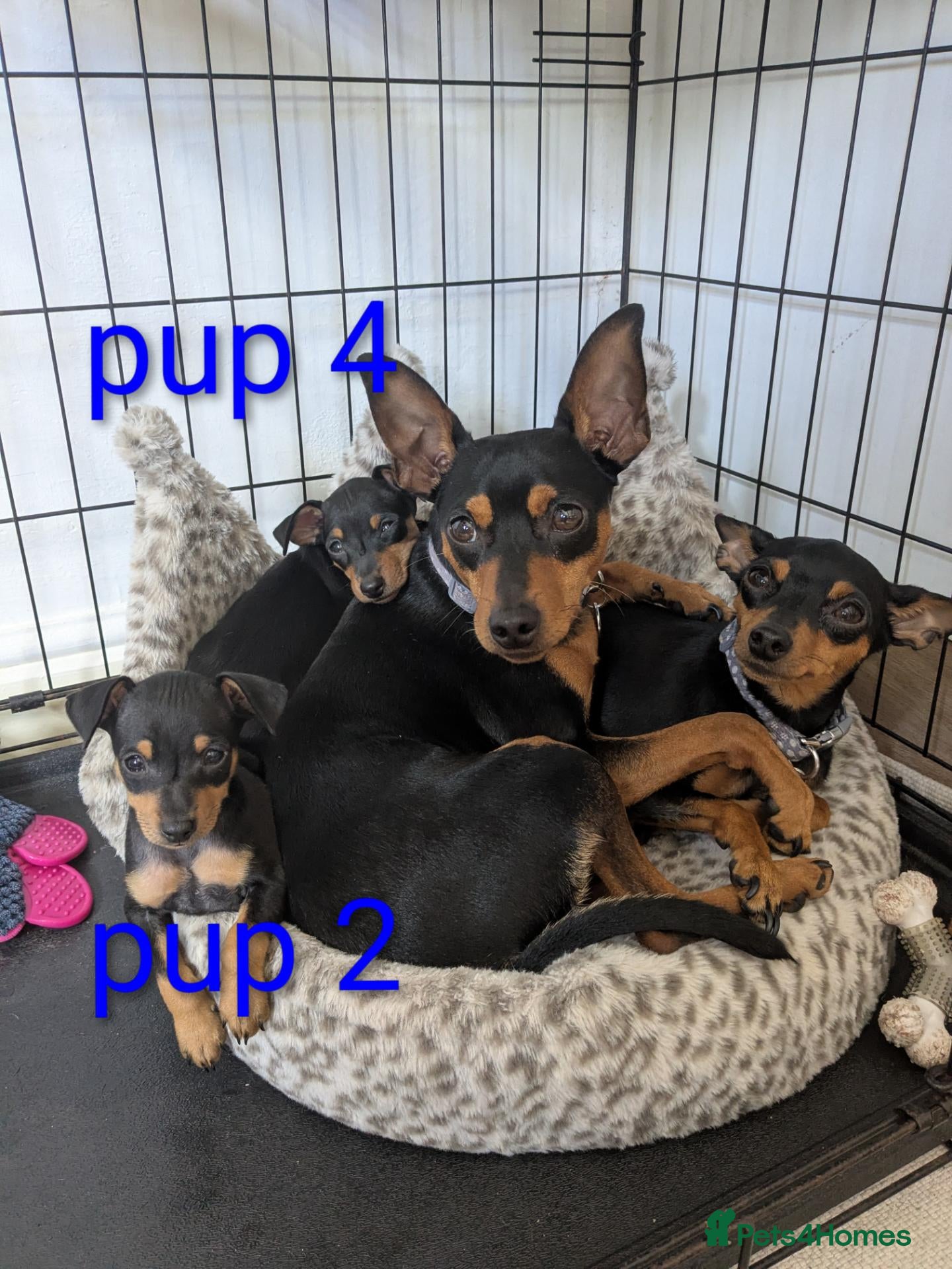 Miniature Pinscher dogs Miniature Pinscher Pups seen with mum & dad  - Advert 2