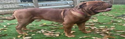 Dogue De Bordeaux dogs for stud: Beautiful Large Breed Dogue de Bordeaux for stud - Advert 8