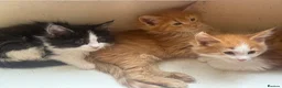 Maine Coon cats for sale: Stunning MaineCoon Kittens–Champion Bloodline in Plymouth - Advert 7