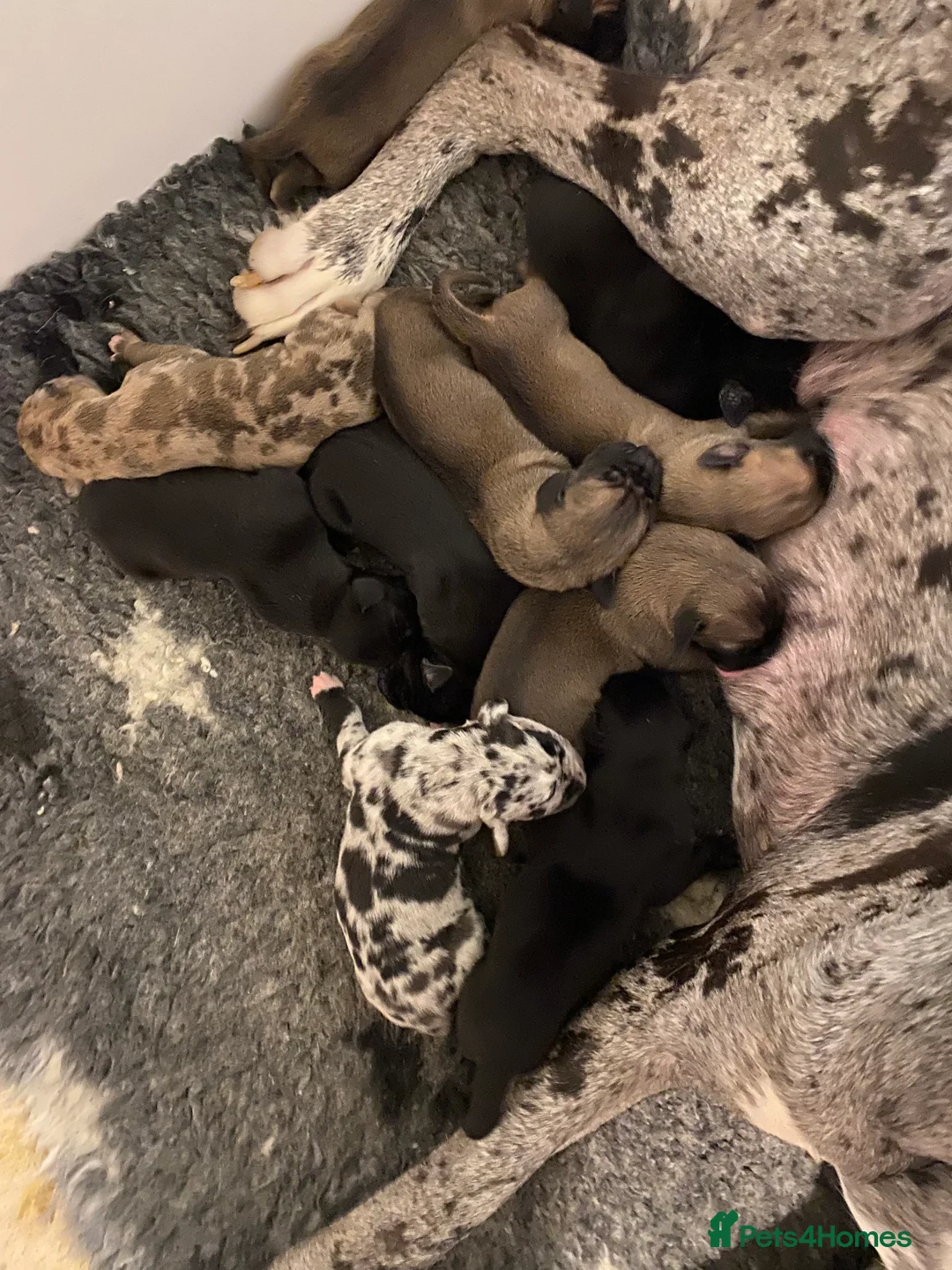 Great Dane dogs for sale: Beautiful kc reg Great Dane puppies - Advert 6
