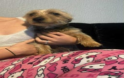 Mixed Breed dogs for sale: Pugshire - Image 5