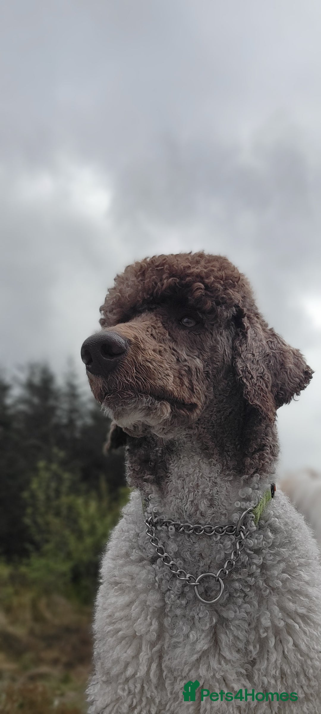 Standard Poodle dogs for stud: *Stud only - Standard poodle - Advert 4