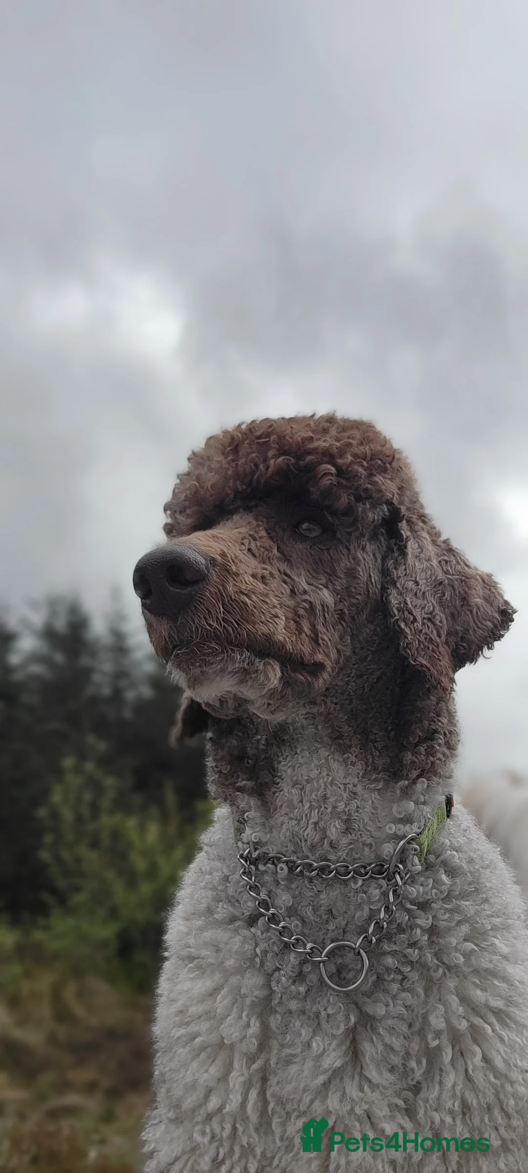 Standard Poodle dogs for stud: *Stud only - Standard poodle - Advert 4