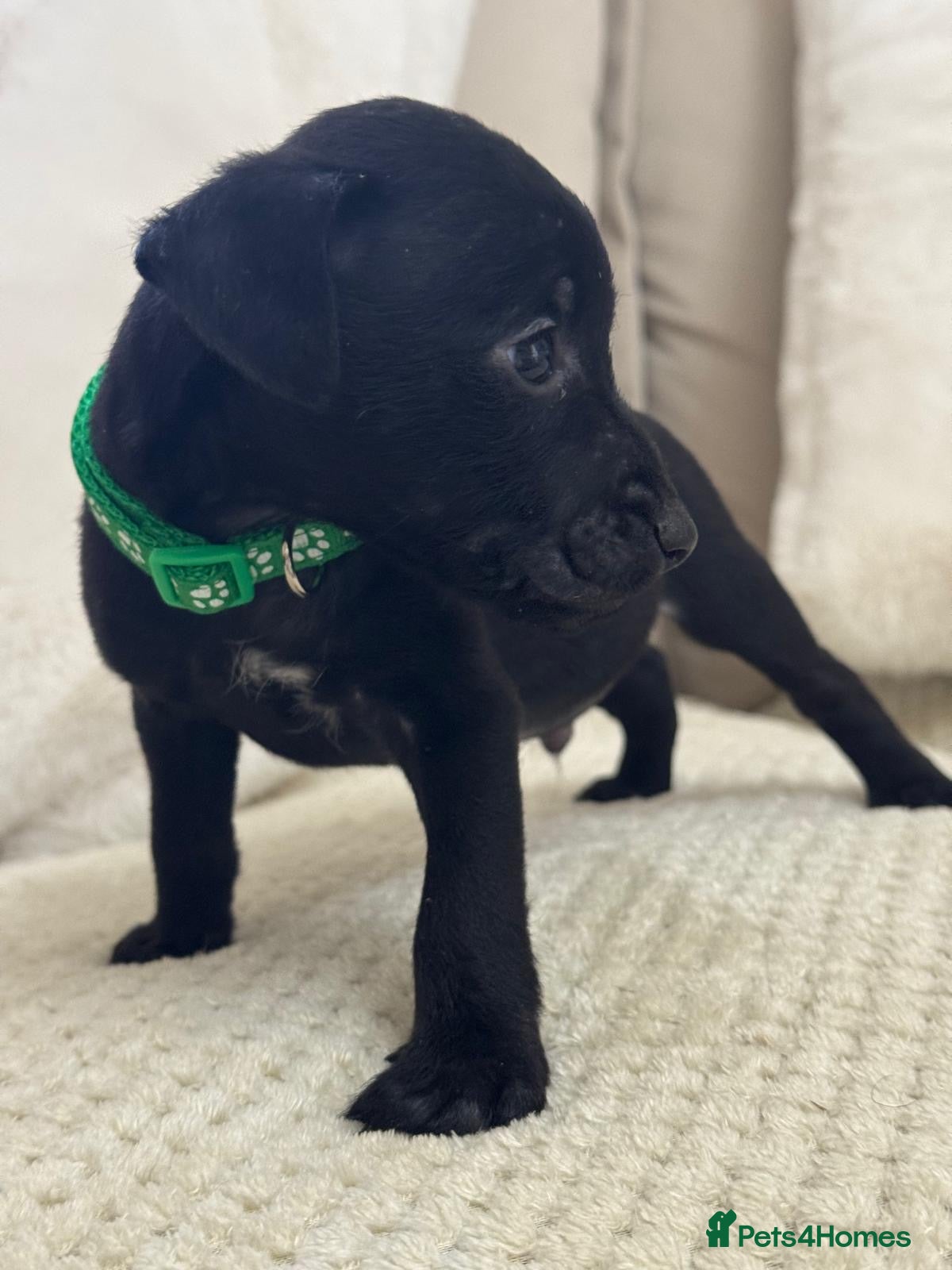 Patterdale Terrier dogs Last male smooth coat  - Advert 2