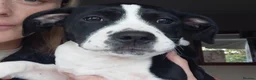 Staffordshire Bull Terrier dogs for sale: black and white girl staffy for sale  - Advert 4