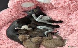 British Shorthair cats for sale: 3 male and 3 female kittens and mother  - Image 11
