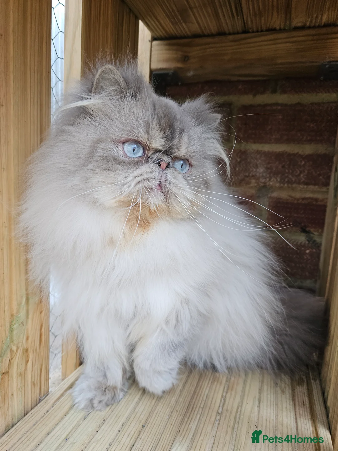 Persian cats for stud: PKD Clear Proven Persian Stud  - Advert 3