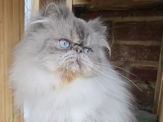 Persian cats PKD Clear Proven Persian Stud - Advert 3