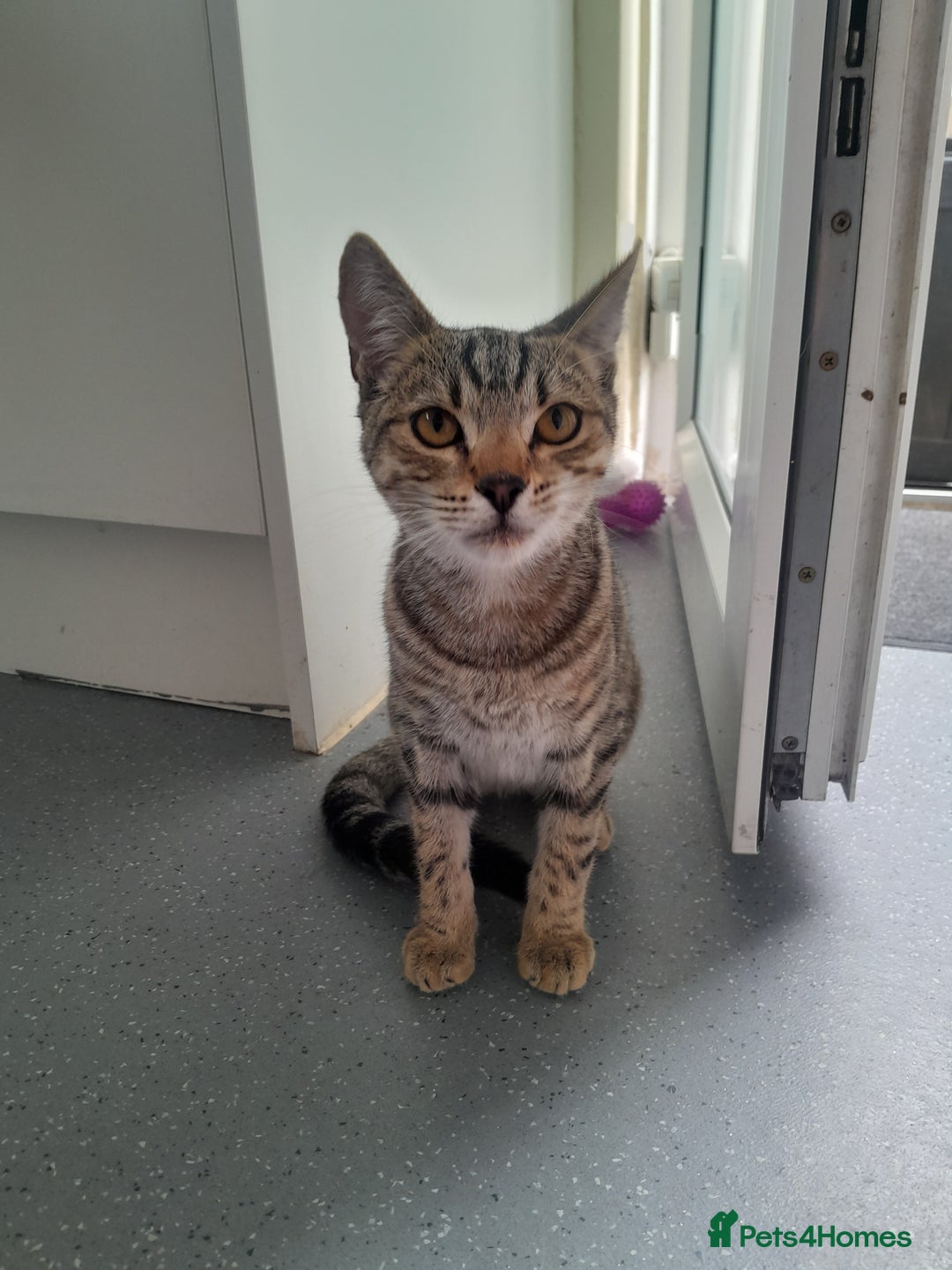 Domestic Shorthair cats for sale: 2 Beautiful boys need rehoming - Image 8