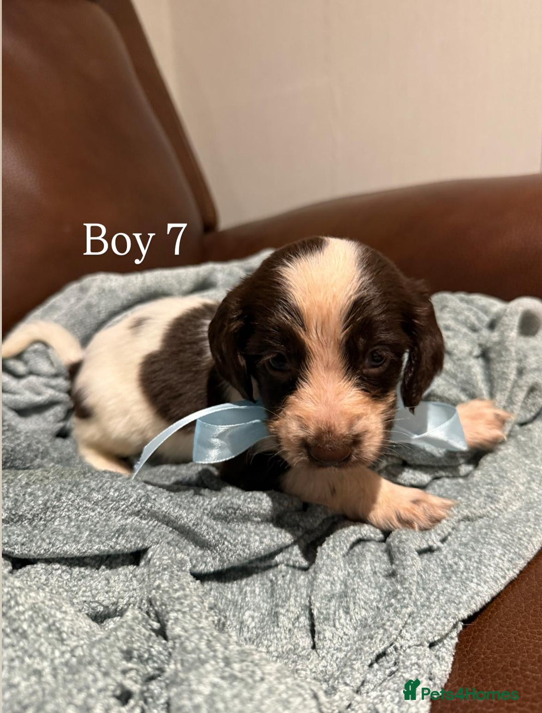 Cocker Spaniel dogs for sale: Cocker spaniel puppies  - Image 8