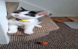 Mixed Breed cats for sale: Cute Furry Friends Ready to find new home. - Image 8