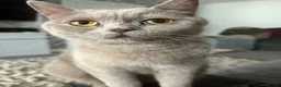British Shorthair cats for sale: Gorgeous lilac British shorthair  - Advert 7